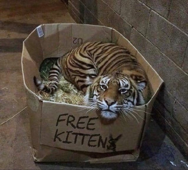 CatsInsideBox's tweet image. 