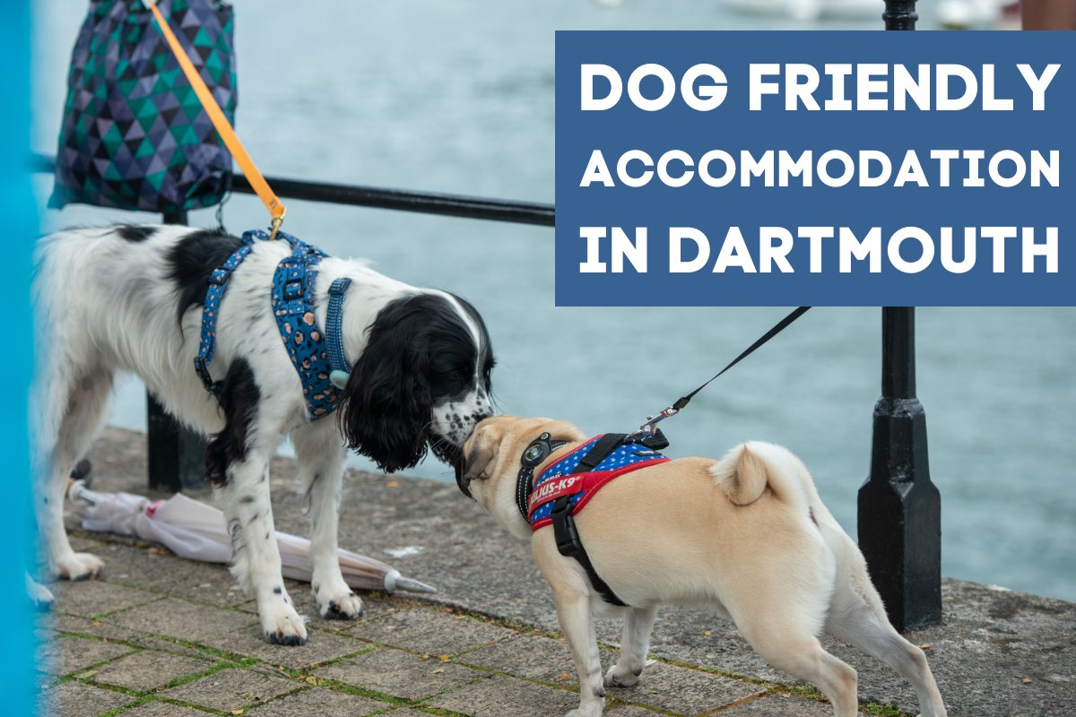🐕 Can't bear to leave your beloved dog behind on your next trip to #Dartmouth? You don't have to! Discover the best #dogfriendly accommodations in Dartmouth that promise a wagging tail and happy memories for both you and your furry friend. 🐾 🐶 👇
discoverdartmouth.com/dog-friendly-a…