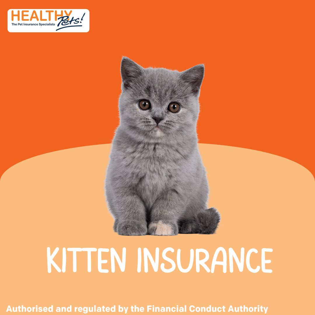 Kitten insurance best sale