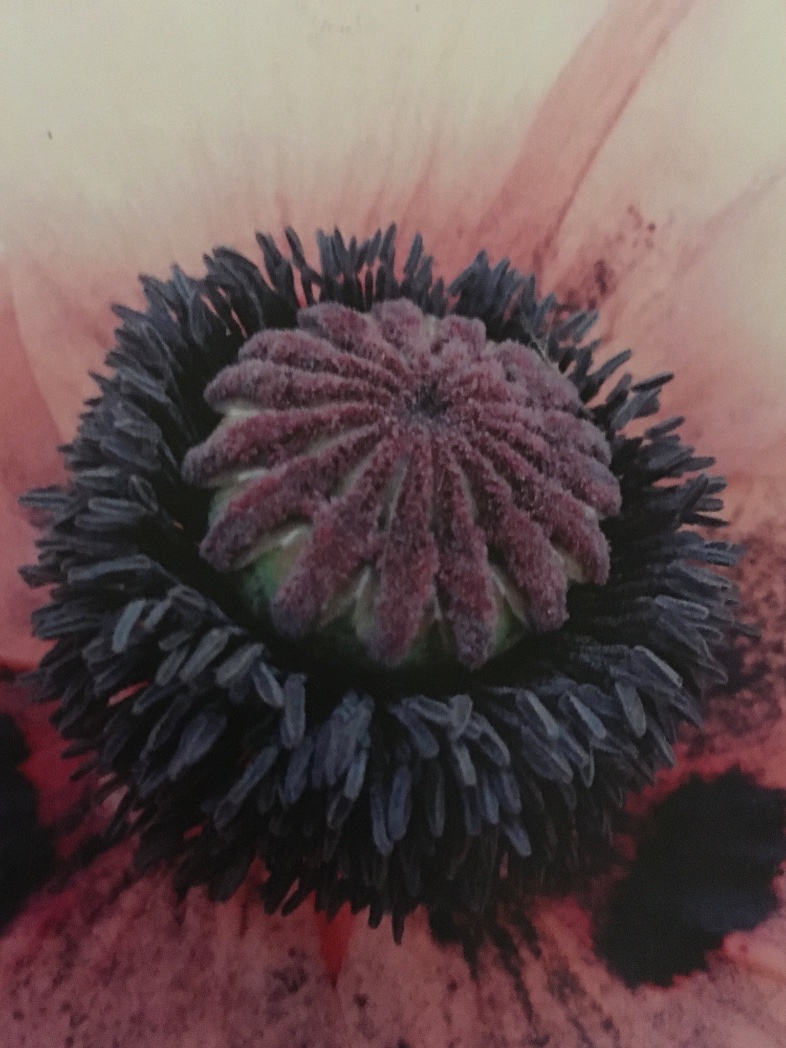Forgot to share this nice postcard from Iain Sinclair re Snow Bees