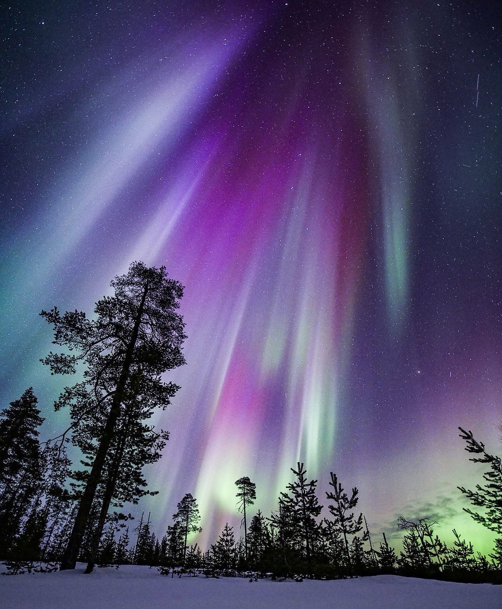 Arctic nights ✨