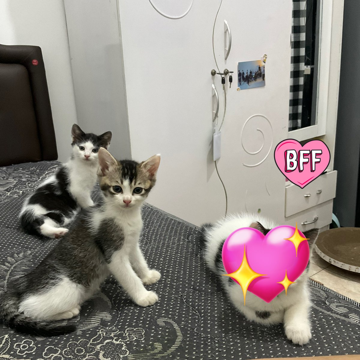 juszeyo's tweet photo. @dudewhospina @kochengfs Halo kak! Aku ada mau open adopt kucing ini daerah malang, open adopt karena lebaran ini mau pulang :")

Boleh pilih salah satu atau dua duanya juga boleeh, gratis ajaa, nanti kalo adopt aku mau bantu biaya juga tiap bulannya :") https://t.co/lKc347I81L