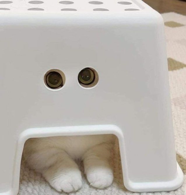 CatsInsideBox's tweet image. 