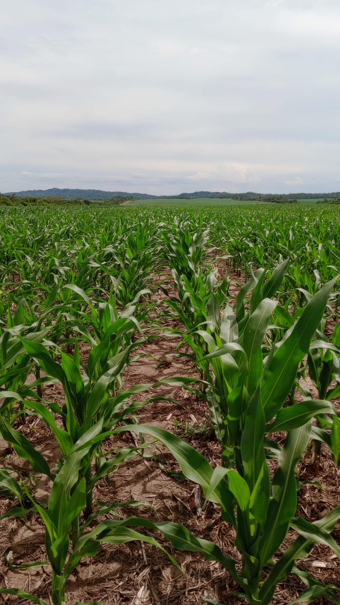 Terminamos la semana con imagenes #MAIZ_SALTA
💪Ensayo con productor <a href="/lgsemillas/">LG SEMILLAS 🌽🌻🌾🌱</a>
Gracias <a href="/fdeabelleyra/">Fernando de Abelleyra</a>  mostrando 
🌽LG36538VIP3
 Potencial y Estabilidad. Adaptado al Norte 🇦🇷
👍MB Sanidad Hoja
👍MB Tolerancia Spiro
👌Rinde
lgsemillas.com/productos/lg36…
<a href="/cgssarria/">Cristian Sarria</a>