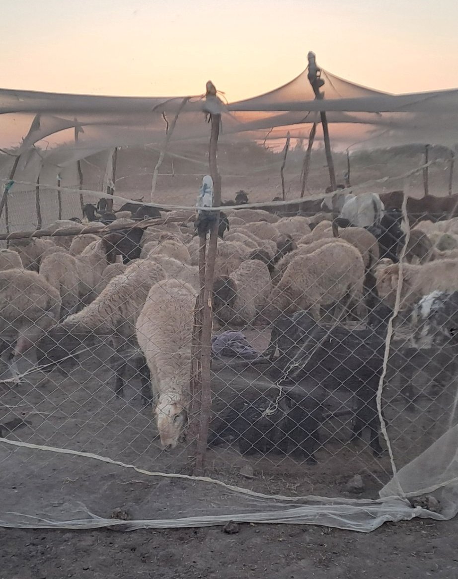 Using mosquito nets for their Livestock shows how much pastoralists care about them, almost like they're protecting family.