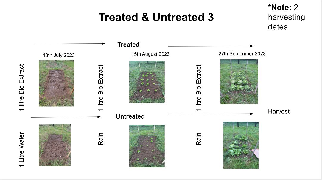 Lettuce seeds grown in non-peat compost in a cold frame, hardened outside before planting. 15 lettuce plants per plot, one application of 1L compost extract applied to 3 plots the other 3 plots just had water. Further applications were made a month apart until harvest.