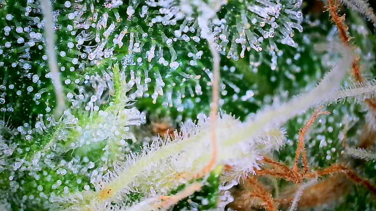 IGROWmids710's tweet photo. My wittle 🐻🐻🐻 is reaking the whole house up today like rotten watermelons😂 but my sniffer👃ain't to be trusted though🤣👃🤣 will begin flush next week-ish #3BearsOG #Day52 #growyourown #HomeGrown #GWAH https://t.co/65YxX53nLF