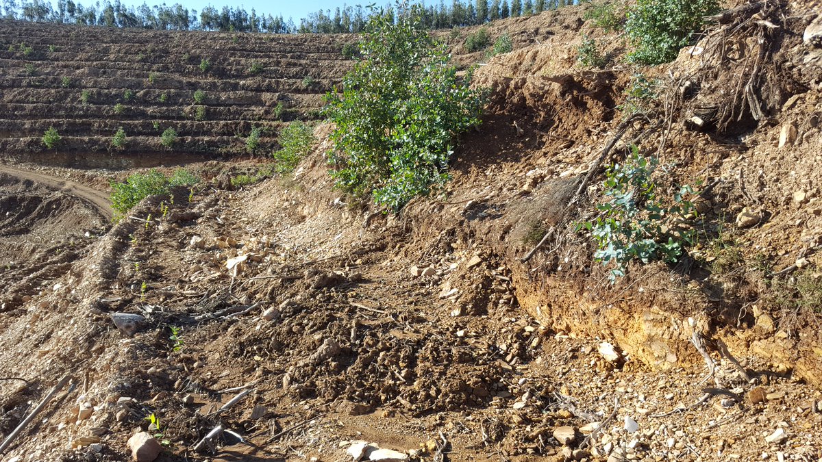 Dicasivi's tweet photo. Q3 - Terraces are very good  and recognized conservation practices, but are these "bulldozer terraces" even near this concept? (3/3)

#soilHealth #conservation #Forestry https://t.co/6c7kZFBW7F