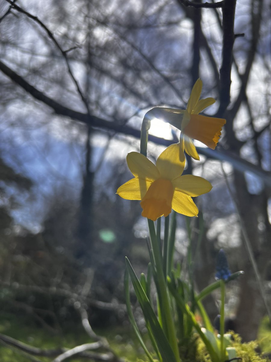acornpe's tweet photo. Daffodil and Narcissus Kokedama plant hangers made today in forest school🌼 @RowdePrimary @primary_avenue @newcloseschool @DiltonMarshSch https://t.co/mOoV6qwdNL