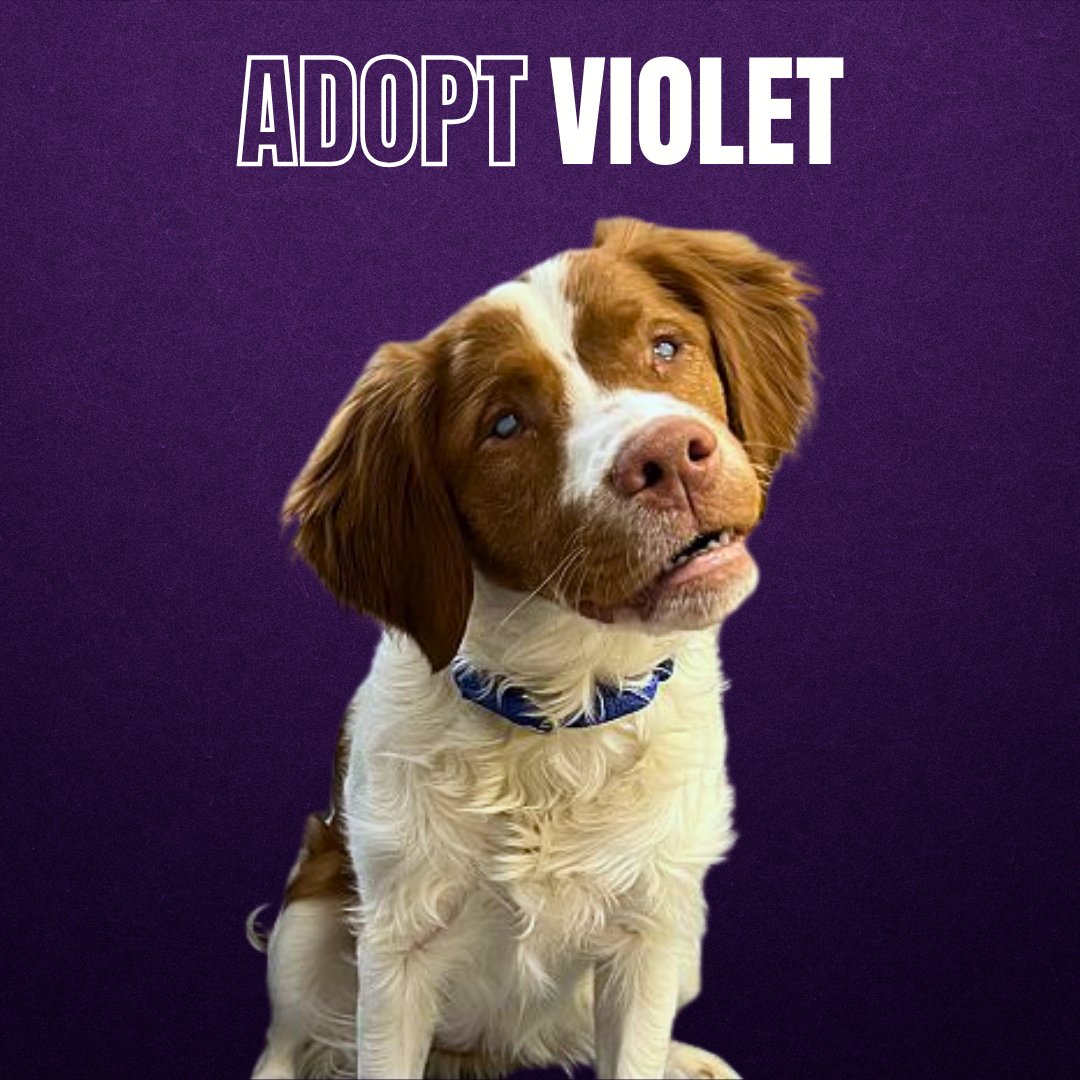 ABR - American Brittany Rescue tweet media