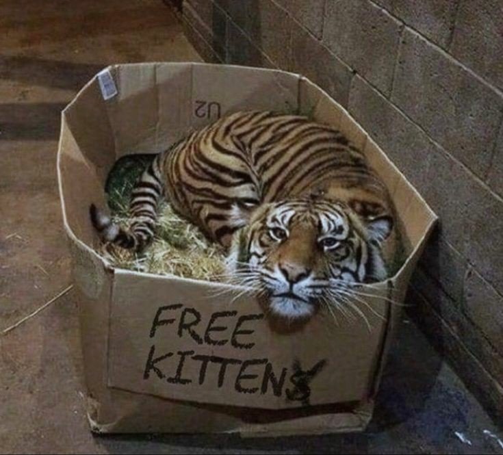 WeAssessCats's tweet photo. https://t.co/J6HEUqyBDK