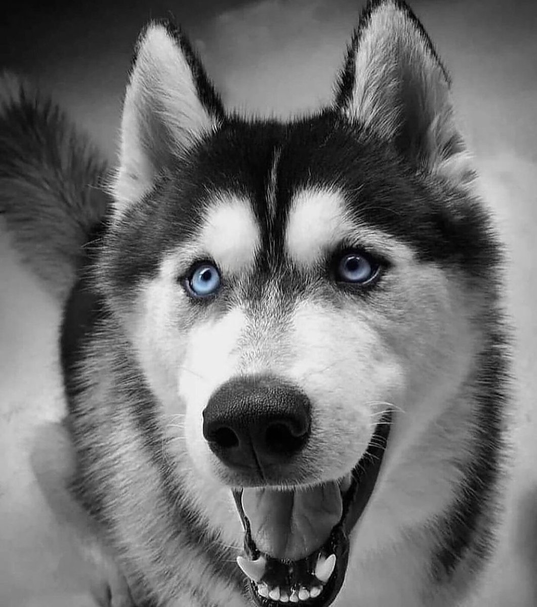 HuskyLoverWorld's tweet photo. Perfect shoot 🥰
#husky #huskytwitter #dog https://t.co/lb6YhviUjN