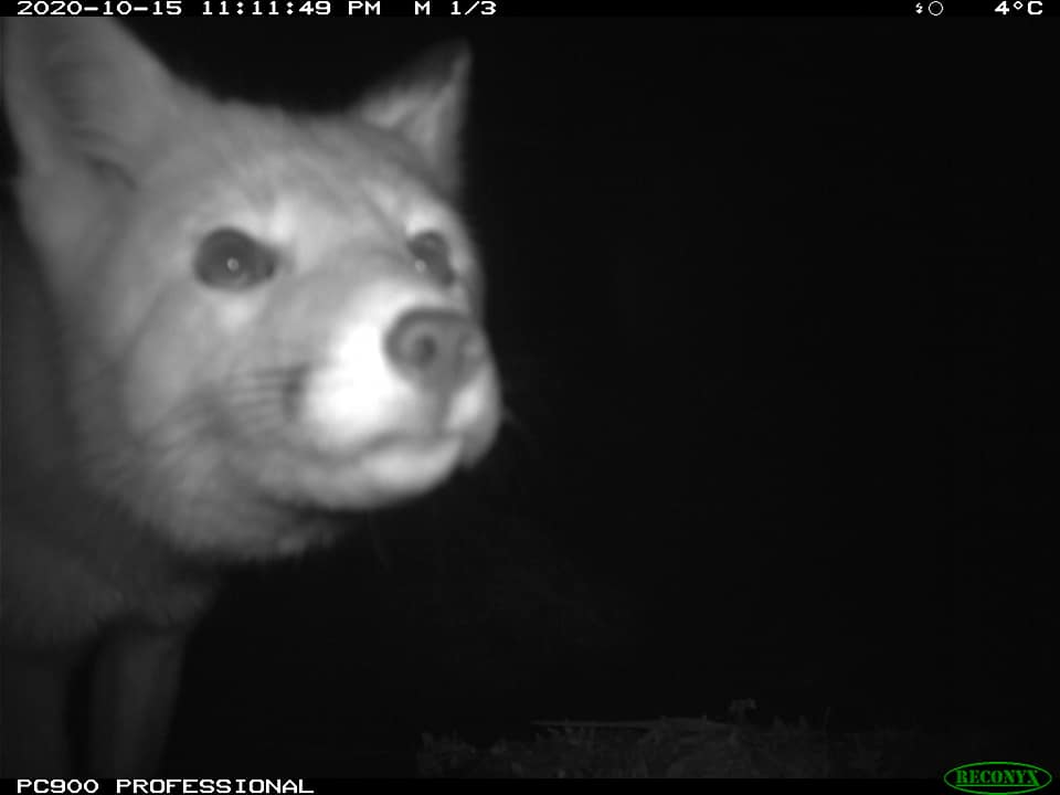 Trail_Cams's tweet image. 