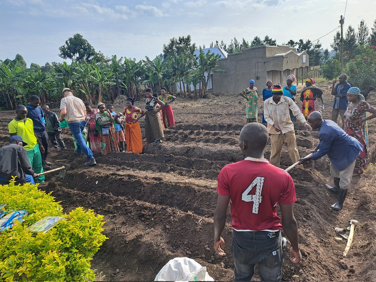 Today <a href="/AgriterraGL/">Agriterra Great Lakes</a>,under BRIGHT establishing a potato demo plot with PUM expert in Karangura, Rwenzori region. Small holder farmers are learning  the planting &amp; fertilizer application of different potato varieties for increased production on a small piece of land.<a href="/NLinUganda/">Embassy of the Netherlands in Uganda</a>