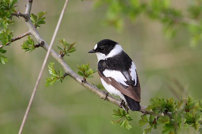 I'm looking for a postdoc who wants to apply for an upcoming scholarship to come to Uppsala and join my research group for 2 yrs. The project is on hybrid flycatchers and diet-microbiome associations 🐦 Project is already ready, samples have been collected + more this spring.