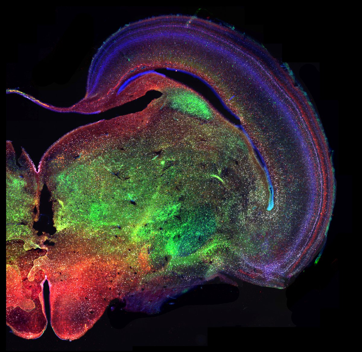 For #FluorescenceFriday I am bringing this gorgeous image of the chick 🐣developing optic tectum. Brilliant example by Aitor Ordeñana, masters student in the lab, merging neurogenesis, connectivity patterns and immunostaining of tectal neurons. Love it 💓!