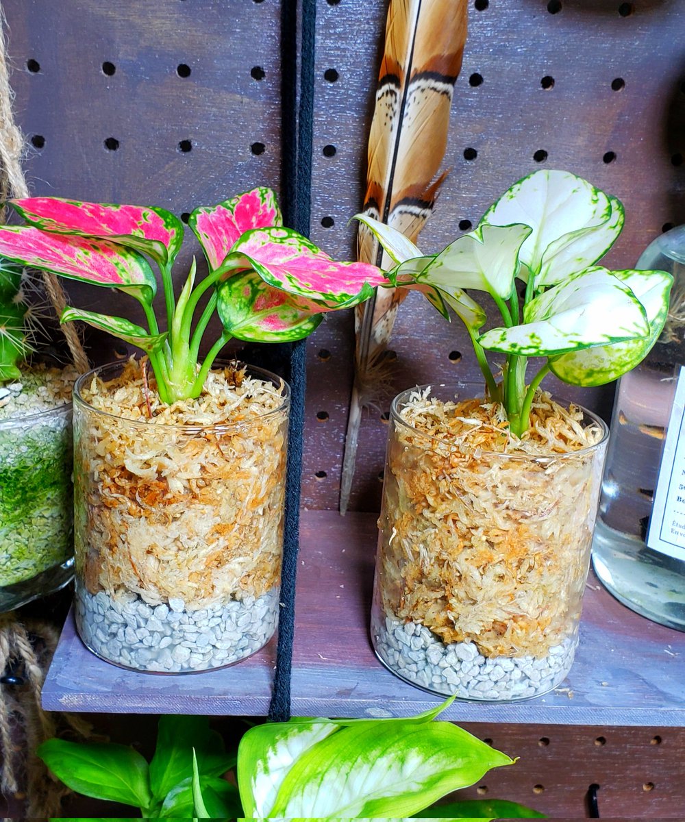 ダイソーのアグラオネマハイドロカルチャー根っこは……こうなっていまし