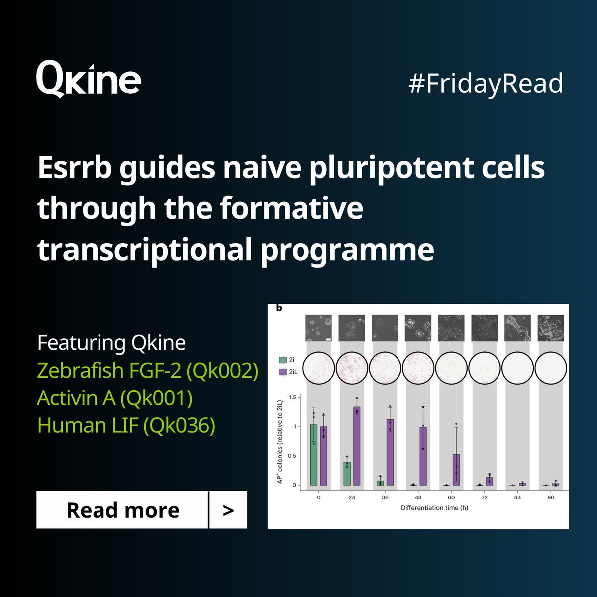 A recent study led by @grazianone, Davide Cacchiarelli, and James Hackett reveals the crucial role of the Esrrb gene in stem cell differentiation. Find out what they discovered here - zurl.co/83ZN #StemCells #GrowthFactors #Research