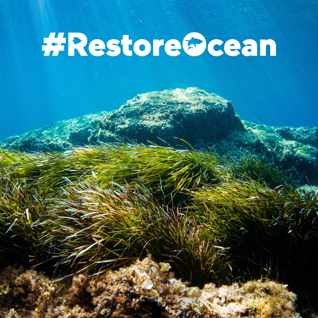 The 🇪🇺 #NatureRestorationLaw can repair damaged marine ecosystems 🐙🪸 &amp; help the ocean become more resilient to #ClimateChange by:

🌡️ Allowing it to cope better with warming waters
🌊 Making marine life more able to withstand the impact of climate change

#RestoreOcean