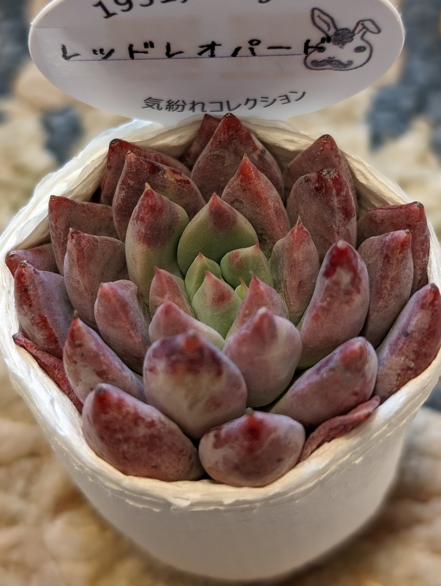 meruoni3's tweet photo. やなぎの多肉ミーティングで
狩ってきた多肉ちゃんをご紹介その6

#多肉植物 
#レッドレオパード https://t.co/NL4z9xdYVs