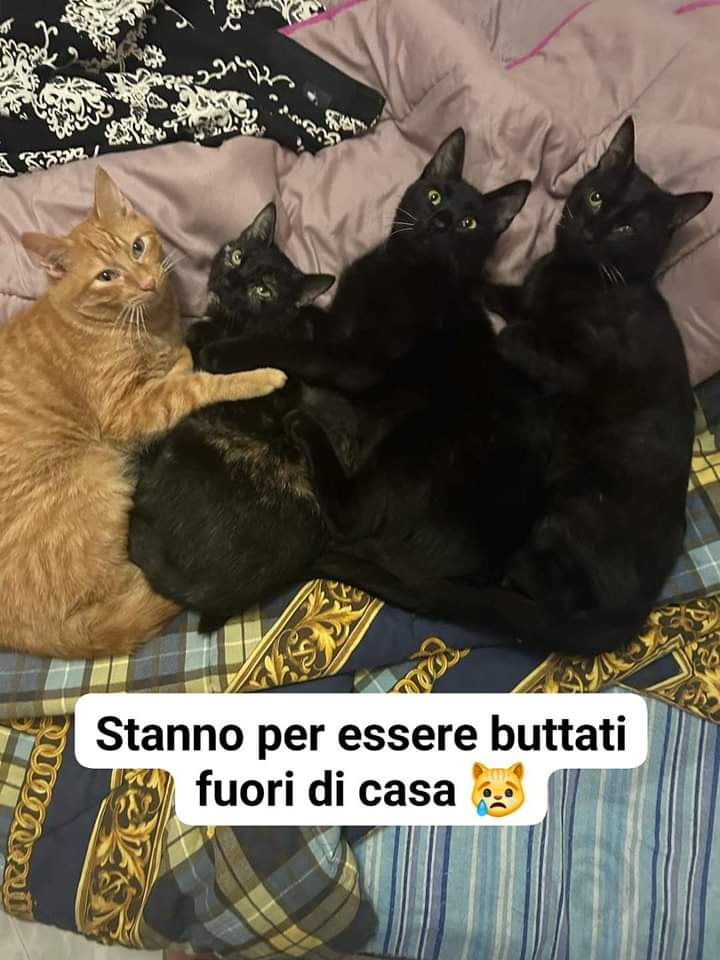 nebbianelsole's tweet photo. Napoli 327 364 5207
A breve questi mici verranno buttati fuori di casa causa trasloco...se non si fa qualcosa si ritroveranno per strada dove non sono abituati a vivere, per loro potrebbe essere la fine 😿 https://t.co/CGaqn15oiq