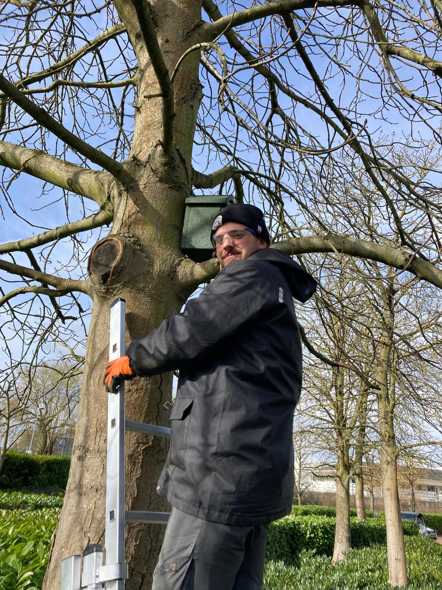 Nine brand new bird boxes have been installed today, enhancing the habitat for our feathered friends. We look forward to observing the activity and welcoming our new avian residents to Stockley Park!