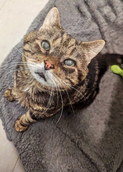 mrfishtopher's tweet image. Philadelphia, PA!! Gobi is a sweet kitty looking for a calmer home environment pspca.org/adoptcats