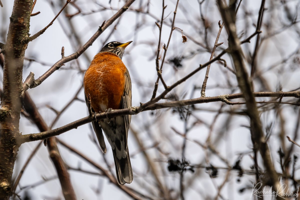 Spring is definitely in the air! #robin #americanrobin #BirdsSeenIn2024 #springiscoming #birdsoftwitter #shareyourfeathers @weathernetwork instagram.com/rachelle_richa…