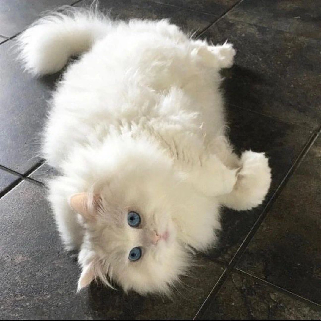 Cat.exe (@thecatexe) on Twitter photo 