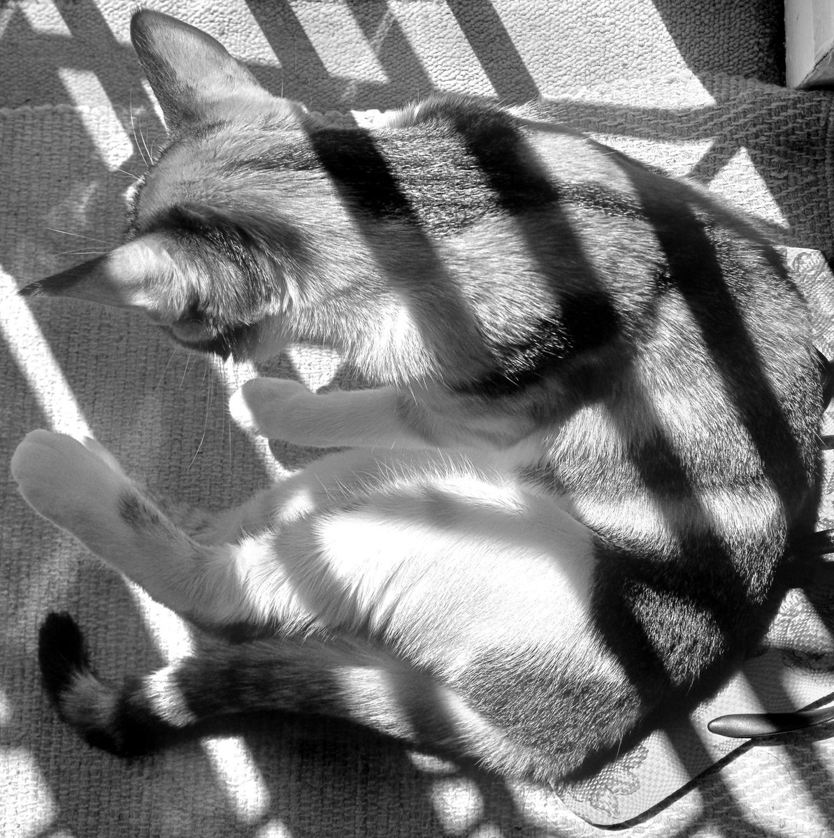 Finding alignment 😸🙏

#catlife #catsinblackandwhite #catsnoirfriday #alignedcats #catsinsunshine 

instagram.com/p/C3sUOheo2u1/