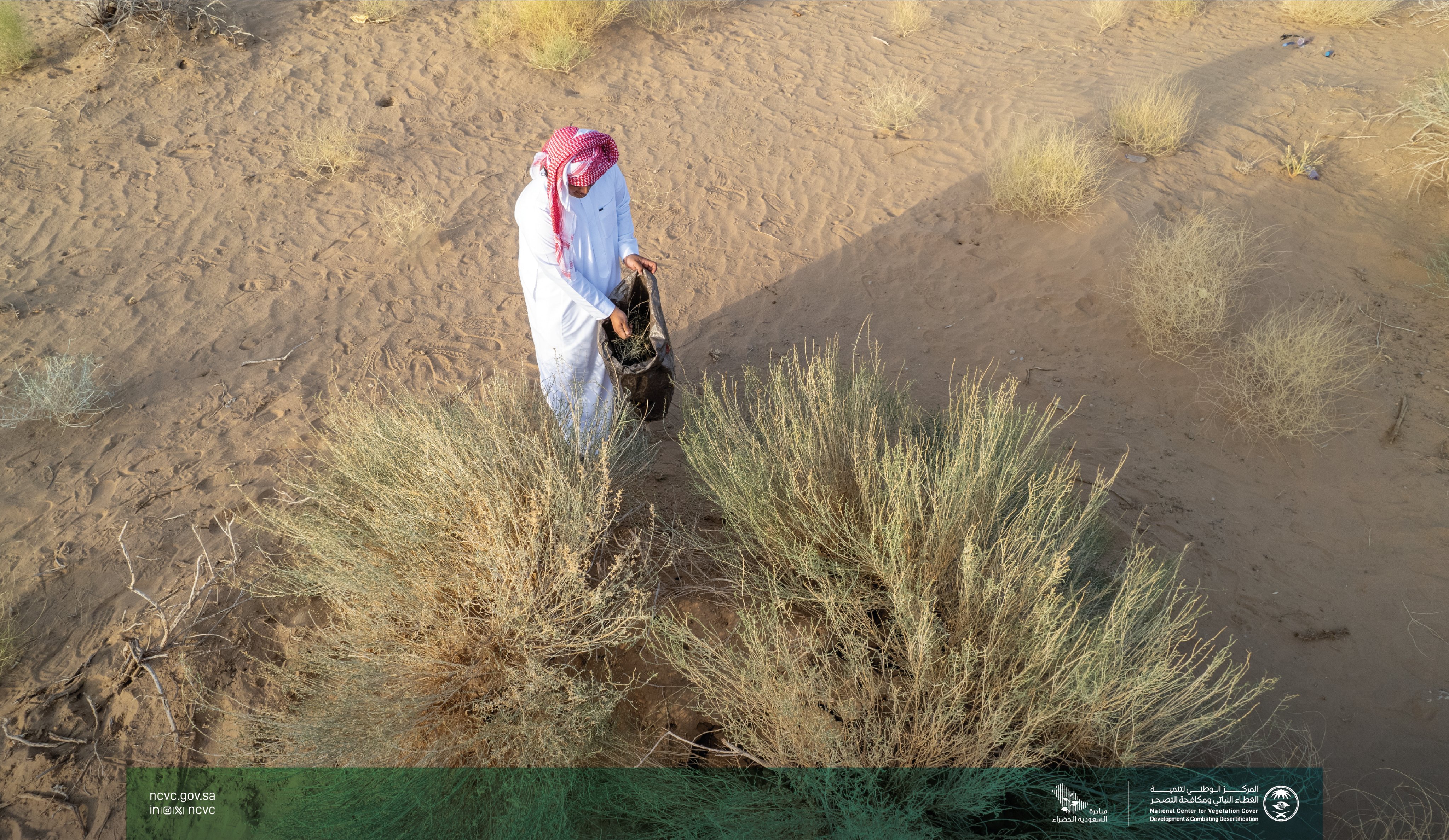 One od teh the National Center for Vegetation Development and Combating Desertification's team throwing seeds - Seed Harvesting Project to Combat Desertification in Ranyah