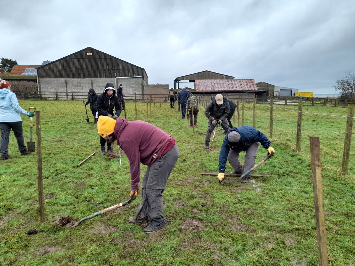 Yesterday saw us in a rather wet Tunstall, with @hullbams #students. After some brief sheep herding, we planted over 300 whips, grown & sourced from @MiresBeck. Deer protection supplied by @cheviottrees. This project was fully funded & supported by @HumberForest. #JoinInFeelGood