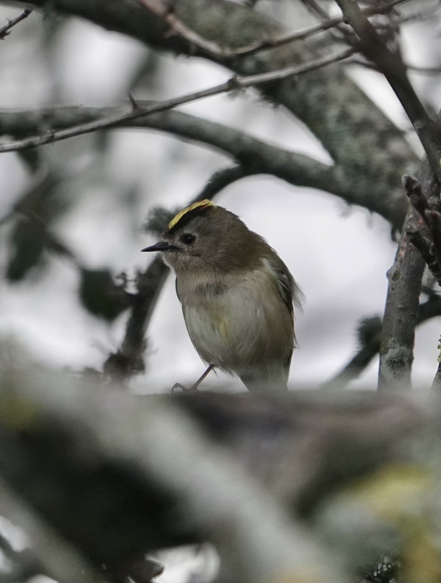 More pictures of the Siskins along Shutterton Creek and also today a Goldcrest in the rain at Dawlish Warren.