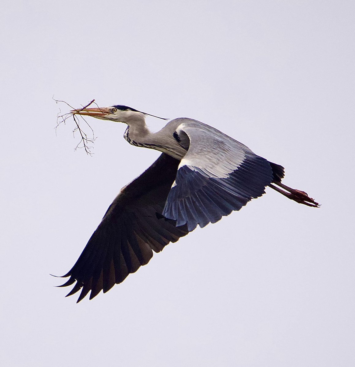 Herons nest building on the Park