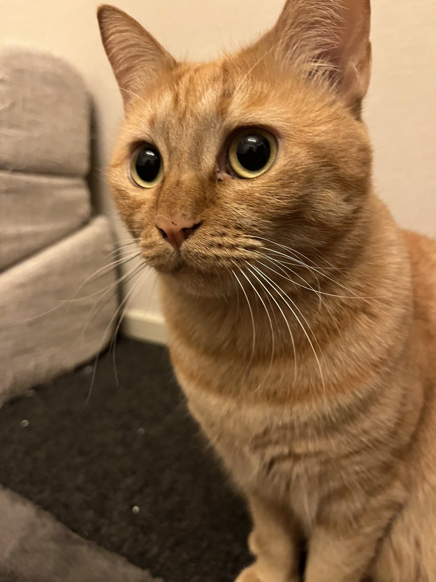 唐突なウチの猫🐈
床が砂まみれや。