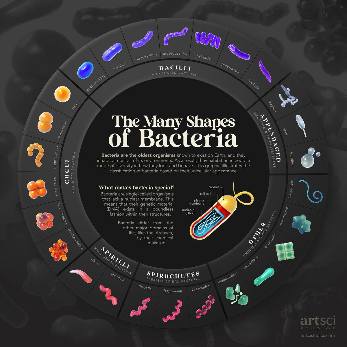 The Many Shapes of Bacteria #Bacteria #Infographic #science #art #microbes #microbiology #sciart #vizscicomm #scicomm