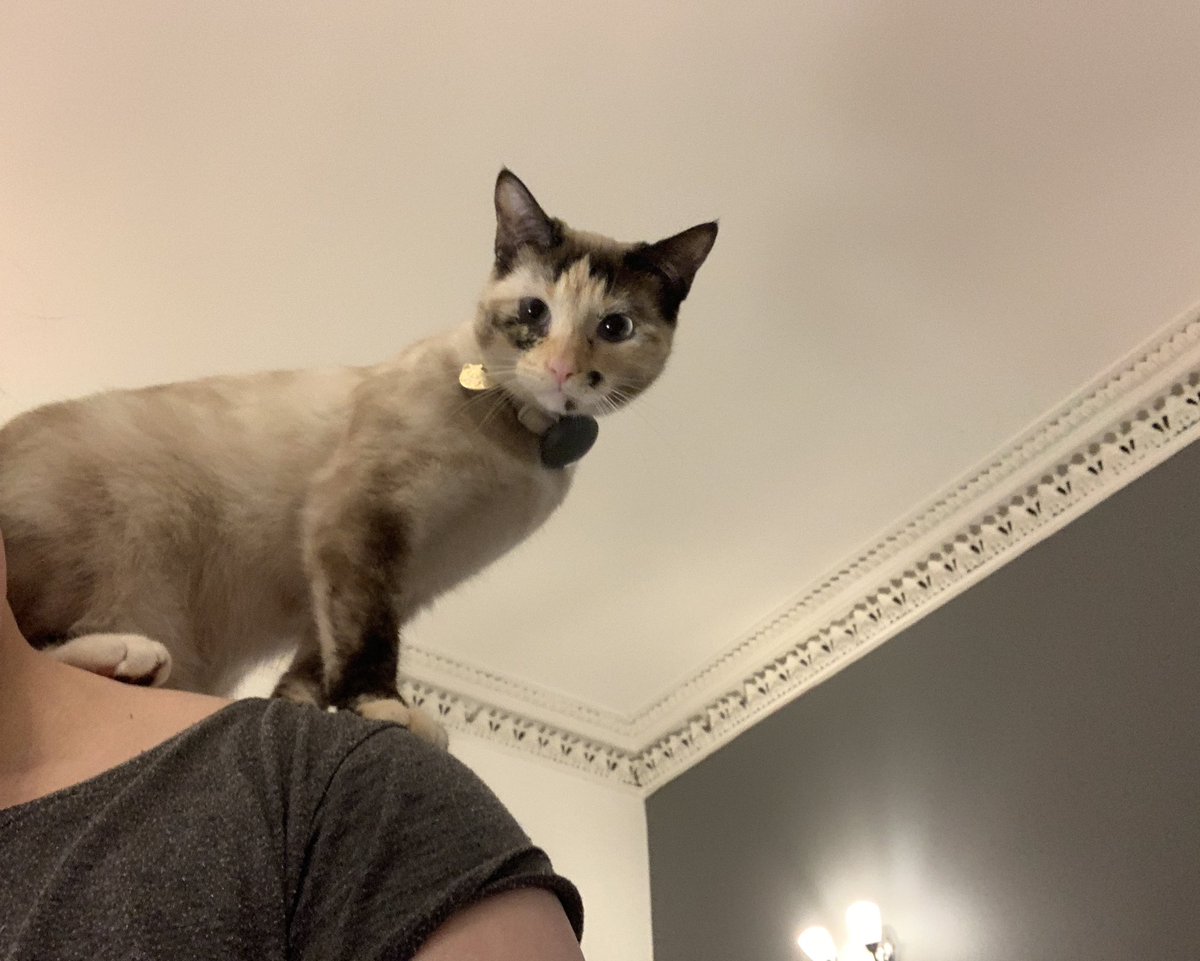helenraw's tweet photo. Shuffling about the flat in a totally normal fashion with wee #AuroraBoo
🥰😹🥰
#TheCatAndDogLady https://t.co/VMAs3SLBWl