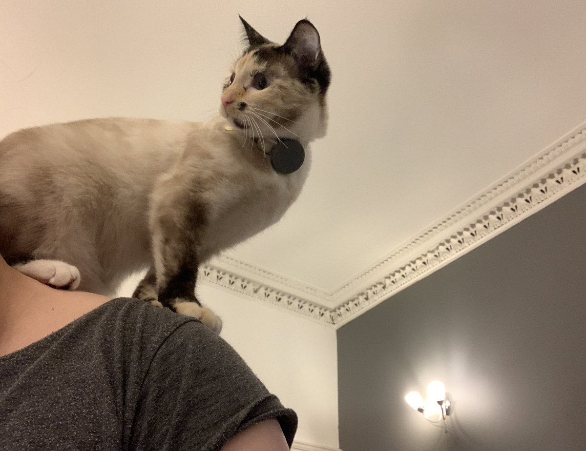 helenraw's tweet photo. Shuffling about the flat in a totally normal fashion with wee #AuroraBoo
🥰😹🥰
#TheCatAndDogLady https://t.co/VMAs3SLBWl