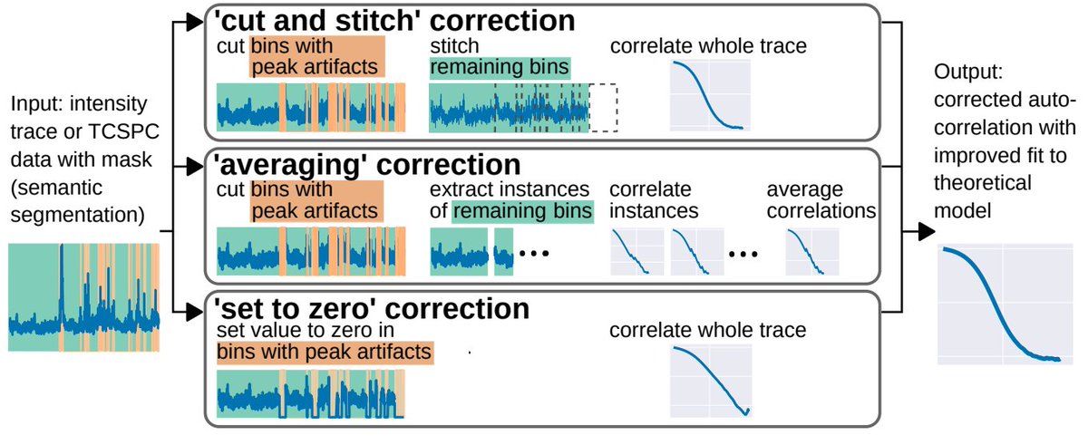 FCS-lovers struggling with challenging samples, check this: 'Neural network informed photon filtering reduces fluorescence correlation spectroscopy artifacts' by @aseltmannio @AgEggeling @carravilla_p @dwaithe sciencedirect.com/science/articl… @BiophysJ GitHub: github.com/aseltmann/fluo…👏