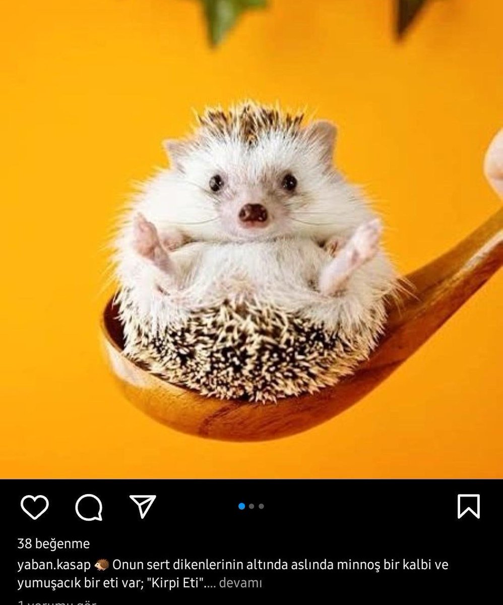 cilvelikartonpiyer tweet media