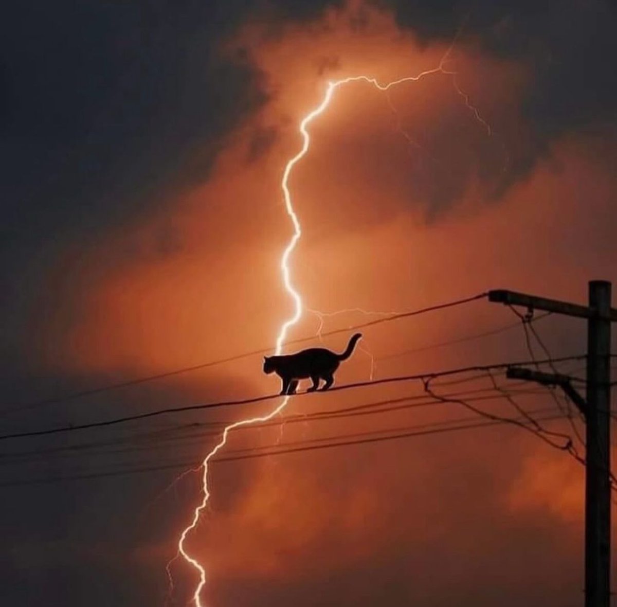 PostsOfCats's tweet image. 