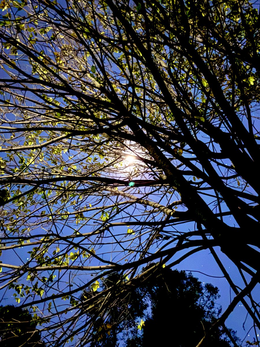 Octavius_MR2's tweet image. Siembra en cada persona lo mejor de ti. Porque con eso se quedará la gente de tu persona. 
Sigamos el camino en equipo con lealtad y convicción. Y disfrutemos el trayecto a la meta.
#EquipoADMM #Jilotzingo #OctavioMayén 

“Por sus frutos los conocereis”. 
Mt 7:16