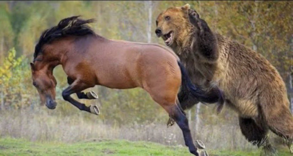 Stillwater PeeWee AA tweet media