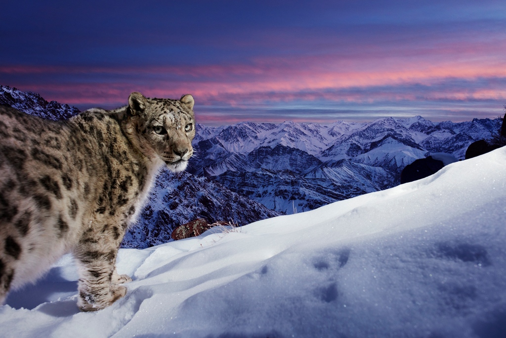 Can social media make a difference in snow leopard conservation? How do cultural differences impact conservation storytelling? Phd student Yang Yu wants to understand the intersection of conservation and social media - help by taking this short survey! otago.au1.qualtrics.com/jfe/form/SV_eM…