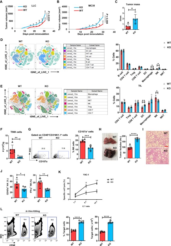 New pub in @NatureComms by #PIIO member @Zihai & collaborators who highlights the critical role of glucose-regulated protein 94 (gp96) in the maturation and function of natural killer (NK) cells, which is essential for cancer surveillance in mice. go.osu.edu/Ckse