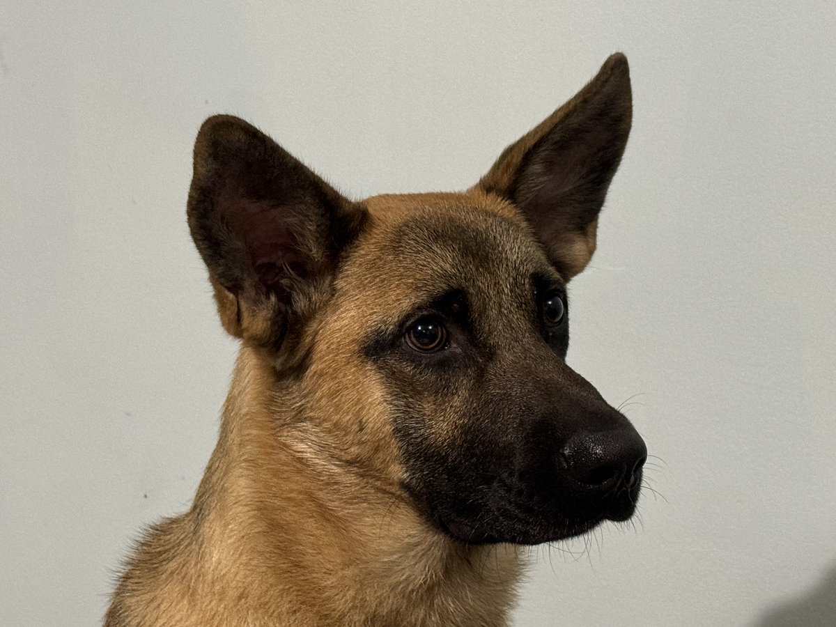 hello my name is griffin. this evening I took myself off on an adventure on barossa army training area. i did manage to navigate myself home though, which means i did better than my dad when he did his first navigation exercise on that training area