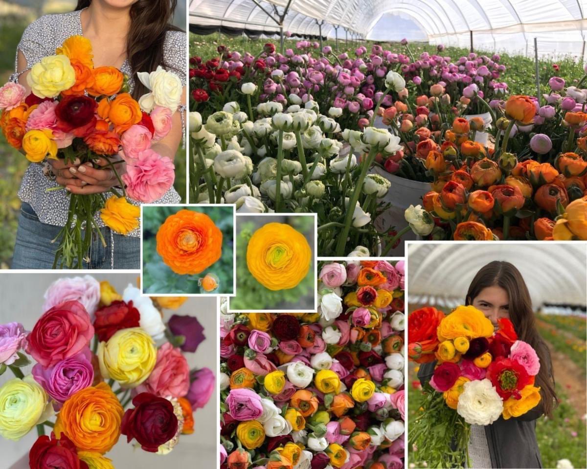 KrystalCamFlor's tweet photo. Ranunculus now available! some colors are still limited. Ask me for more details. ππ€ β€οΈπ§‘ππ©·πππ
#888camflor #cagrown #certifiedamericangrown #americangrownflowers #growershipper #weddingseason2024 #OriginMatters #ranunculusflower #springiscomingsoon #easter2024 https://t.co/vakEcJmC7f