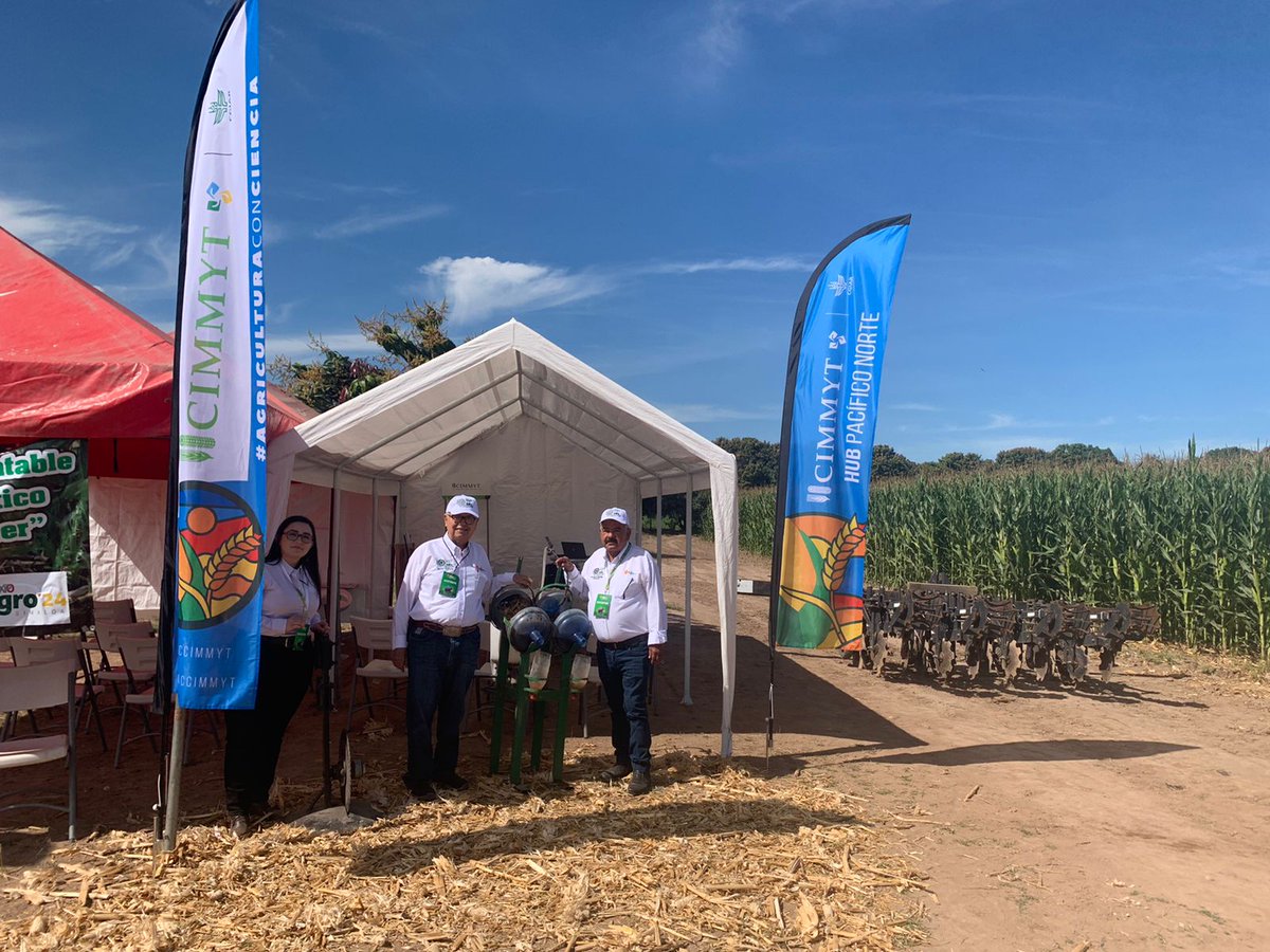 Hub_PACNorte's tweet photo. Expo Agro Sinaloa 2024 continúa y nosotros aquí seguimos! 🌽 en la parcela demostrativa de Agricultura de Conservación  (CIMMYT) 🌱🌽
Te esperamos! https://t.co/xAMqT1n1IQ