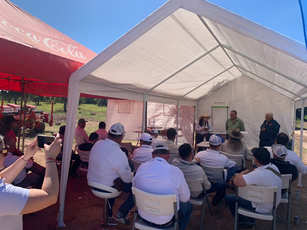 Expo Agro Sinaloa 2024 continúa y nosotros aquí seguimos! 🌽 en la parcela demostrativa de Agricultura de Conservación  (CIMMYT) 🌱🌽
Te esperamos!