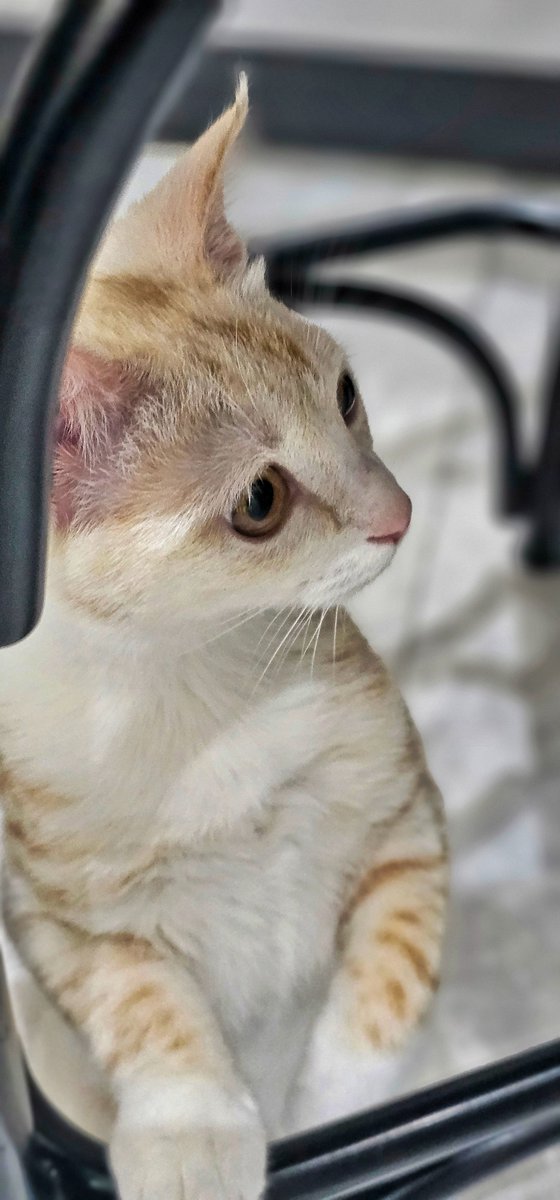 Karamel hanım ile tanışın